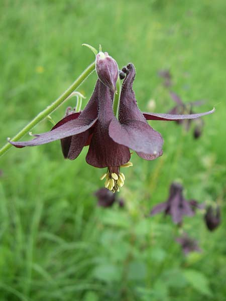 Aquilegia atrata \ Schwarzviolette Akelei / Dark Columbine, D Hurlach 8.6.2008