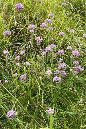 Allium angulosum \ Kanten-Lauch / Angle Onion, D Pfalz, Bellheim 23.7.2011