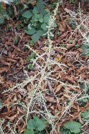 Amaranthus albus \ Weier Amaranth / White Pigweed, D Mannheim 4.10.2011