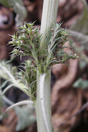 Amaranthus albus \ Weier Amaranth / White Pigweed, D Mannheim 4.10.2011