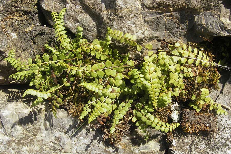 Asplenium adulterinum \ Braungrnstieliger Streifenfarn / Ladder Spleenwort, D Bruchsal 23.6.2012