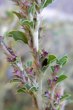 Amaranthus albus \ Weier Amaranth / White Pigweed, D Ludwigshafen 16.9.2012