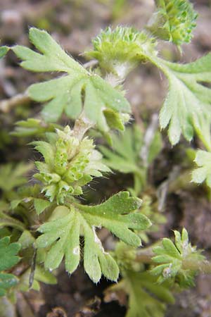 Aphanes inexspectata \ Kleinfrchtiger Ackerfrauenmantel / Slender Parsley Piert, D Seligenstadt 15.6.2013
