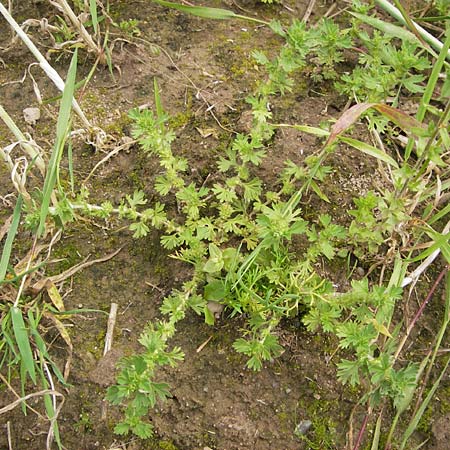 Aphanes inexspectata \ Kleinfrchtiger Ackerfrauenmantel / Slender Parsley Piert, D Seligenstadt 15.6.2013