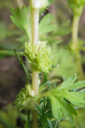Aphanes inexspectata \ Kleinfrchtiger Ackerfrauenmantel / Slender Parsley Piert, D Seligenstadt 15.6.2013