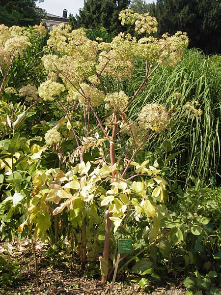 Angelica archangelica \ Arznei-Engelwurz, Echte Engelwurz / Garden Angelica, Holy Ghost, D Weinheim an der Bergstraße, Botan. Gar.  Hermannshof 18.7.2013