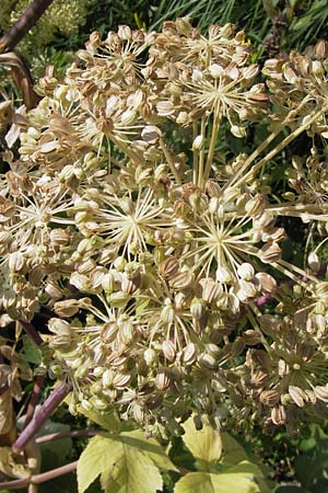 Angelica archangelica \ Arznei-Engelwurz, Echte Engelwurz / Garden Angelica, Holy Ghost, D Weinheim an der Bergstraße, Botan. Gar.  Hermannshof 18.7.2013