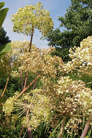 Angelica archangelica \ Arznei-Engelwurz, Echte Engelwurz / Garden Angelica, Holy Ghost, D Weinheim an der Bergstraße, Botan. Gar.  Hermannshof 18.7.2013