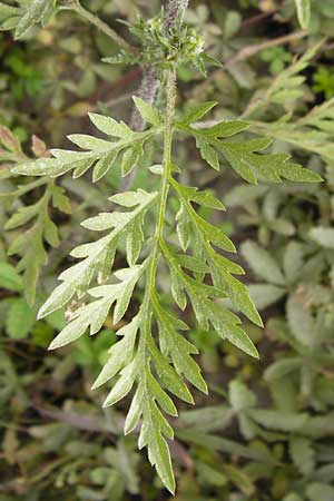 Ambrosia artemisiifolia \ Hohe Ambrosie, Aufrechtes Traubenkraut / Ragweed, D Mannheim 29.9.2013