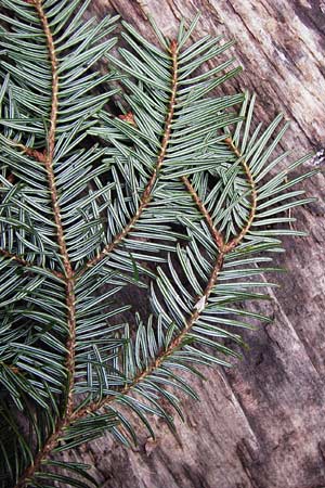 Abies alba \ Wei-Tanne / Common Silver Fir, D Odenwald, Langenthal 18.3.2014