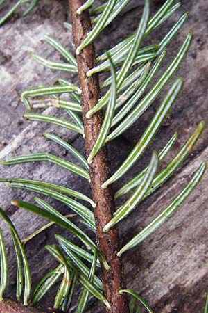 Abies alba \ Wei-Tanne / Common Silver Fir, D Odenwald, Langenthal 18.3.2014