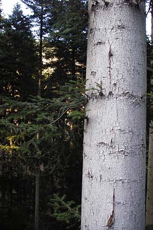 Abies alba \ Wei-Tanne / Common Silver Fir, D Odenwald, Finkenbach 20.3.2014