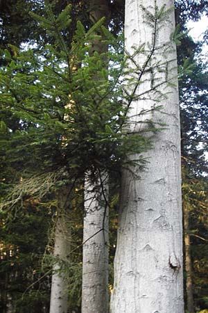 Abies alba \ Wei-Tanne / Common Silver Fir, D Odenwald, Finkenbach 20.3.2014