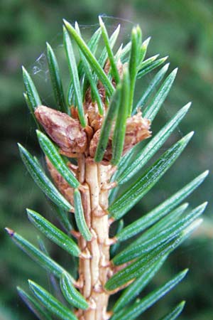 Picea abies \ Fichte, Rottanne / Norway Spruce, D Odenwald, Finkenbach 20.3.2014