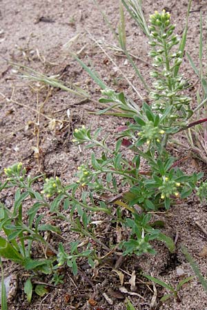 Alyssum alyssoides \ Kelch-Steinkraut / Small Alison, Pale Madwort, D Viernheim 27.5.2014
