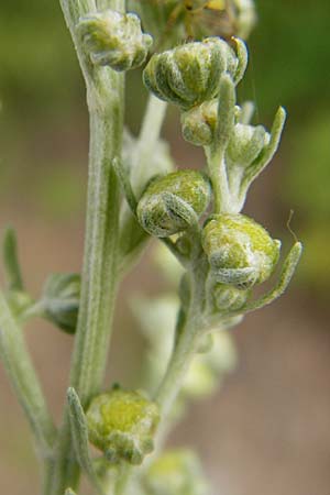 Artemisia absinthium \ Wermut / Wormwood, D Mannheim 16.7.2014