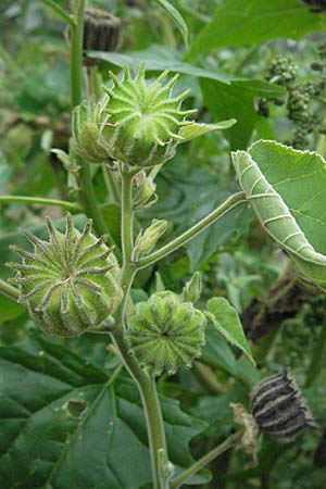 Abutilon theophrasti \ Chinesische Samtpappel, Lindenblttrige Schnmalve / Velvet Leaf, Indian Mallow, D Babenhausen 11.8.2007