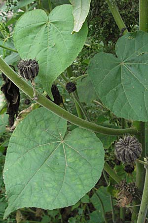 Abutilon theophrasti \ Chinesische Samtpappel, Lindenblttrige Schnmalve / Velvet Leaf, Indian Mallow, D Babenhausen 11.8.2007