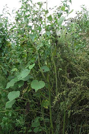 Abutilon theophrasti \ Chinesische Samtpappel, Lindenblttrige Schnmalve / Velvet Leaf, Indian Mallow, D Babenhausen 11.8.2007