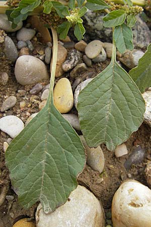 Amaranthus blitum subsp. emarginatus \ Kerb-Fuchsschwanz, Ausgerandeter Amaranth / Pigweed, D Viernheim 1.11.2008