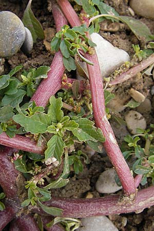 Amaranthus blitum subsp. emarginatus \ Kerb-Fuchsschwanz, Ausgerandeter Amaranth / Pigweed, D Viernheim 1.11.2008
