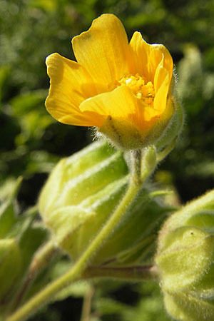 Abutilon theophrasti \ Chinesische Samtpappel, Lindenblttrige Schnmalve / Velvet Leaf, Indian Mallow, D Römerberg 5.9.2009