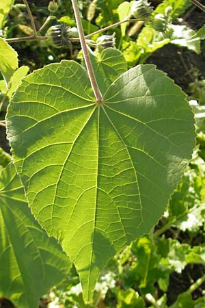 Abutilon theophrasti \ Chinesische Samtpappel, Lindenblttrige Schnmalve / Velvet Leaf, Indian Mallow, D Römerberg 5.9.2009