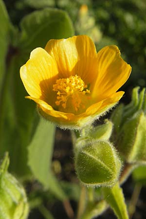 Abutilon theophrasti \ Chinesische Samtpappel, Lindenblttrige Schnmalve / Velvet Leaf, Indian Mallow, D Römerberg 5.9.2009