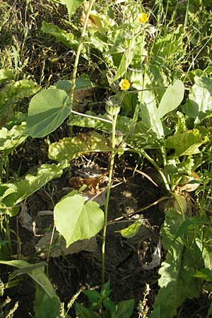 Abutilon theophrasti \ Chinesische Samtpappel, Lindenblttrige Schnmalve / Velvet Leaf, Indian Mallow, D Römerberg 5.9.2009