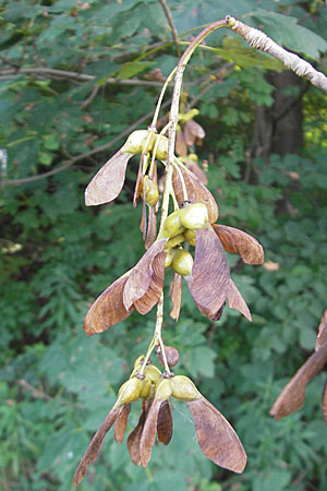 Acer pseudoplatanus \ Berg-Ahorn / Sycamore Maple, D Römerberg 9.9.2009
