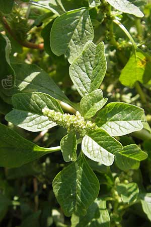 Amaranthus blitum \ Aufsteigender Amaranth, Bleifarbener Amaranth / Guernsey Pigweed, Purple Pigweed, D Mannheim 25.9.2011