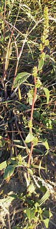 Amaranthus bouchonii \ Bouchons Amaranth / Indehiscent Pigweed, D Mannheim 30.9.2011