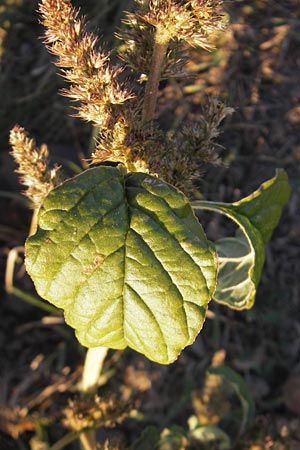 Amaranthus bouchonii \ Bouchons Amaranth / Indehiscent Pigweed, D Mannheim 30.9.2011