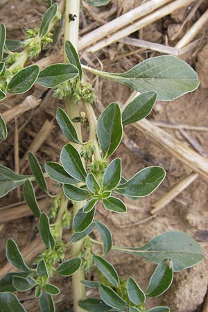 Amaranthus blitoides \ Westamerikanischer Amaranth / Prostrate Pigweed, D Wiesloch 11.9.2012