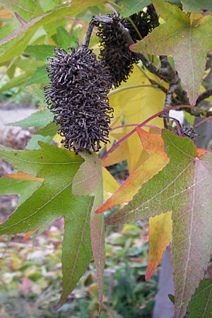 Liquidambar styraciflua \ Amber-Baum / Sweet Gum Tree, D Weinheim an der Bergstraße, Botan. Gar.  Hermannshof 18.10.2012