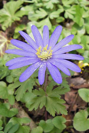 Anemone blanda \ Strahlen-Anemone / Mountain Windflower, D Kelsterbach 14.4.2013