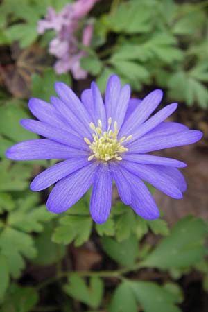 Anemone blanda \ Strahlen-Anemone / Mountain Windflower, D Kelsterbach 14.4.2013