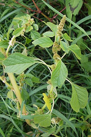 Amaranthus blitum \ Aufsteigender Amaranth, Bleifarbener Amaranth / Guernsey Pigweed, Purple Pigweed, D Mannheim 9.9.2013