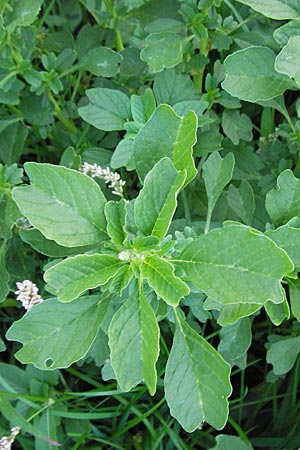 Amaranthus blitum \ Aufsteigender Amaranth, Bleifarbener Amaranth / Guernsey Pigweed, Purple Pigweed, D Mannheim 9.9.2013