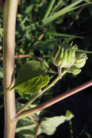 Abutilon theophrasti \ Chinesische Samtpappel, Lindenblttrige Schnmalve / Velvet Leaf, Indian Mallow, D Mannheim 10.9.2013
