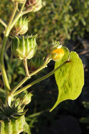 Abutilon theophrasti \ Chinesische Samtpappel, Lindenblttrige Schnmalve / Velvet Leaf, Indian Mallow, D Mannheim 10.9.2013