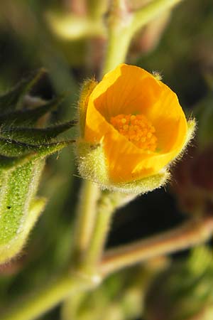 Abutilon theophrasti \ Chinesische Samtpappel, Lindenblttrige Schnmalve / Velvet Leaf, Indian Mallow, D Mannheim 10.9.2013