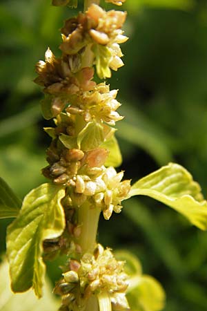 Amaranthus blitum \ Aufsteigender Amaranth, Bleifarbener Amaranth / Guernsey Pigweed, Purple Pigweed, D Mannheim 12.9.2013