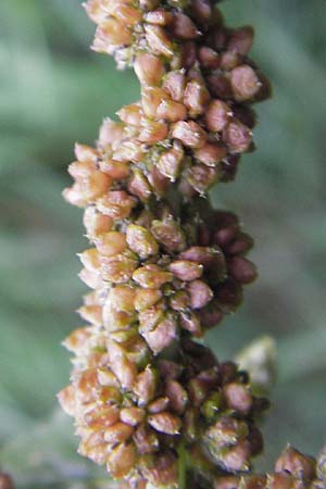 Amaranthus blitum \ Aufsteigender Amaranth, Bleifarbener Amaranth / Guernsey Pigweed, Purple Pigweed, D Mannheim 12.9.2013