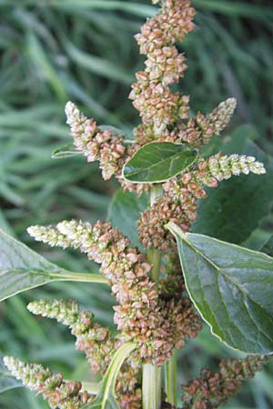 Amaranthus blitum \ Aufsteigender Amaranth, Bleifarbener Amaranth / Guernsey Pigweed, Purple Pigweed, D Mannheim 12.9.2013