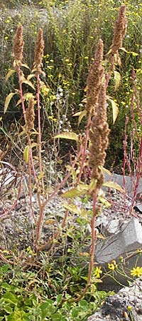Amaranthus bouchonii \ Bouchons Amaranth / Indehiscent Pigweed, D Mannheim 28.9.2014