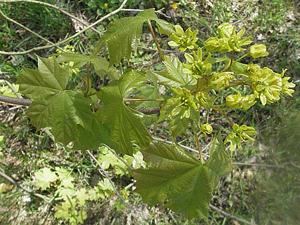Acer platanoides \ Spitz-Ahorn / Norway Maple, D Donnersberg 29.4.2006