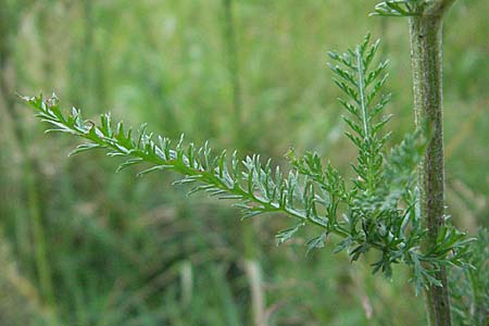 Achillea millefolium agg. \ Gemeine Schafgarbe / Yarrow, D Viernheim 27.6.2006