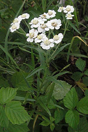 Achillea ptarmica agg. \ Sumpf-Schafgarbe / Sneezewort, D Mannheim 6.7.2006