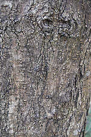 Acer negundo \ Eschen-Ahorn / Box Elder, D Mannheim 26.3.2007